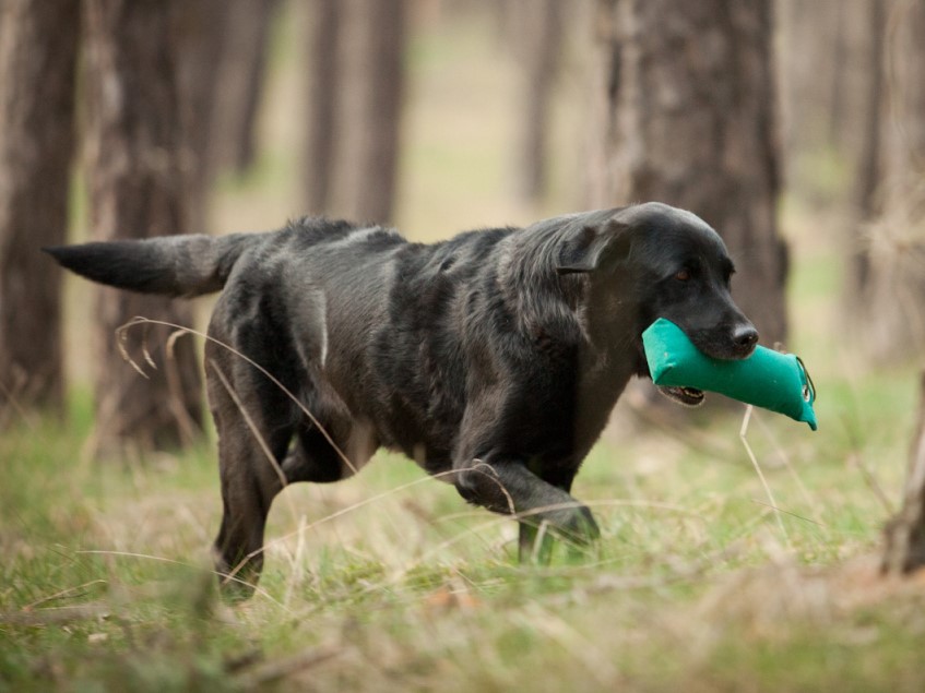 Der Hund